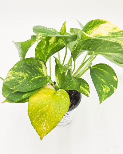 leafjoy littles™ Beautifall® Summer Nights™ Pothos (Epipremnum aureum)