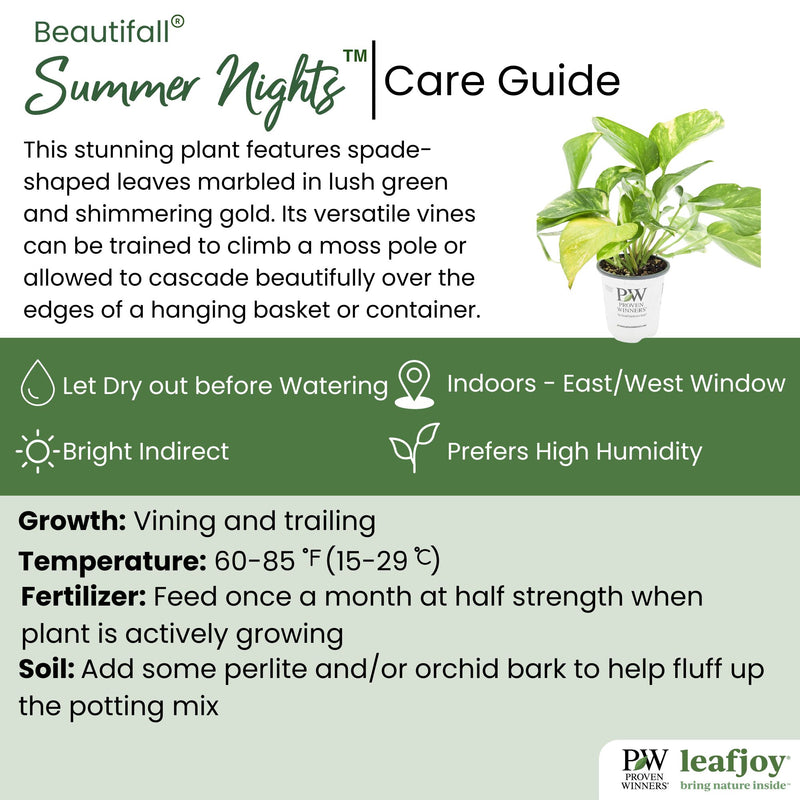 leafjoy littles™ Beautifall® Summer Nights™ Pothos (Epipremnum aureum)