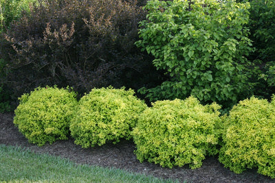 Sunjoy® Citrus (Barberry)