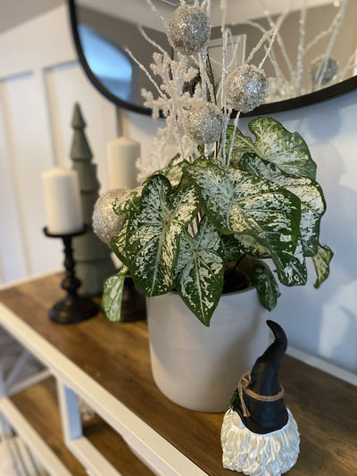 Limited Edition Royale | Heart to Heart® 'White Wonder' Christmas Caladium