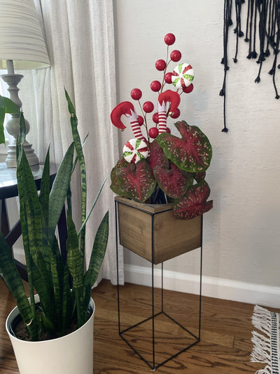 Limited Edition Royale | Heart to Heart® Fast Flash™ Christmas Caladium