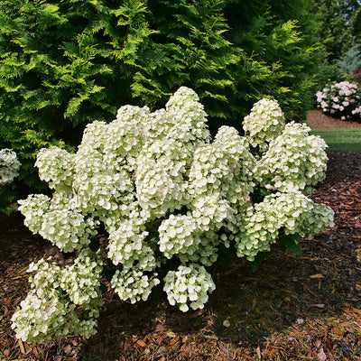 Tiny Quick Fire® Panicle Hydrangea (Paniculata)