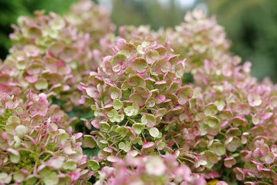 Tiny Quick Fire® Panicle Hydrangea (Paniculata)