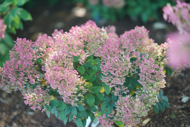 Tiny Quick Fire® Panicle Hydrangea (Paniculata)