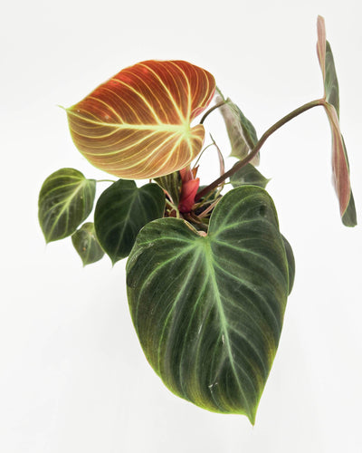 leafjoy® Prismacolor™ Toasted Toffee™ (Philodendron hybrid)