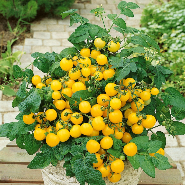 Garden to Table Plants Seeds|Lycopersicon - Tempting Tomatoes