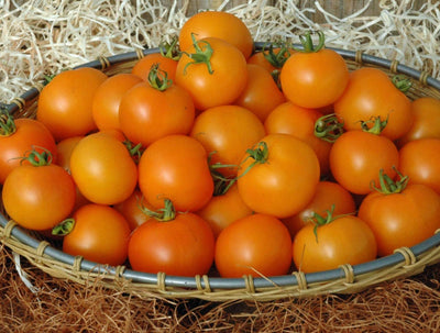 Seeds Tempting Tomatoes® Bellini Cocktail Tomato (Solanum lycopersicum)