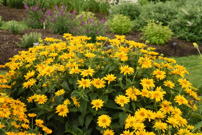 Tuscan Gold™ Perennial Sunflower (Heliopsis)