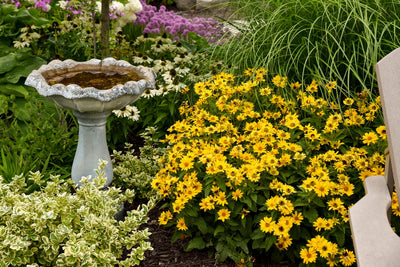 Tuscan Gold™ Perennial Sunflower (Heliopsis)