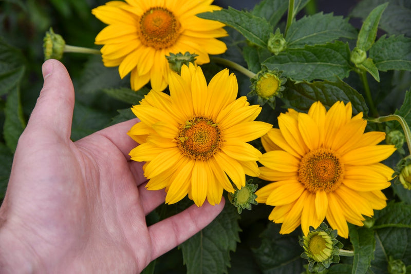 Tuscan Gold™ Perennial Sunflower (Heliopsis)