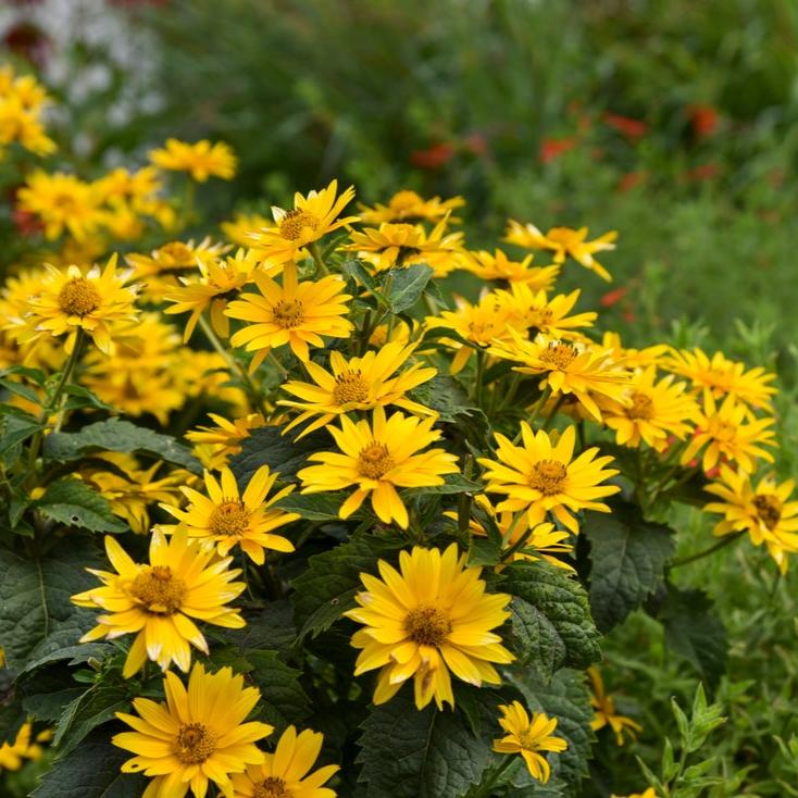 Tuscan Gold™ Perennial Sunflower (Heliopsis)