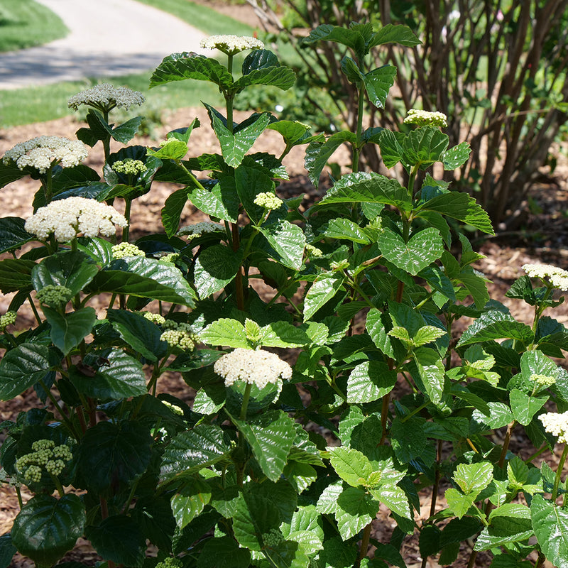 Glitters & Glows™ (Arrowwood Viburnum)