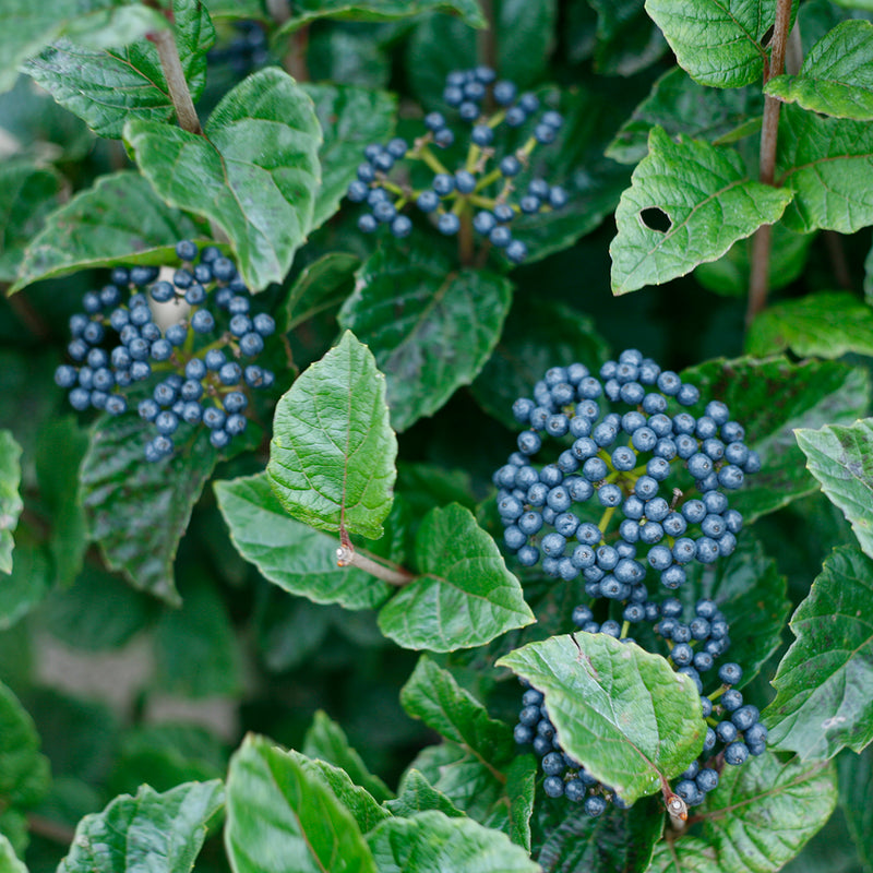 Glitters & Glows™ (Arrowwood Viburnum)