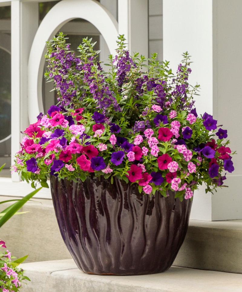 Limited Edition Angelface® Blue Summer Snapdragon (Angelonia) 1 Gallon