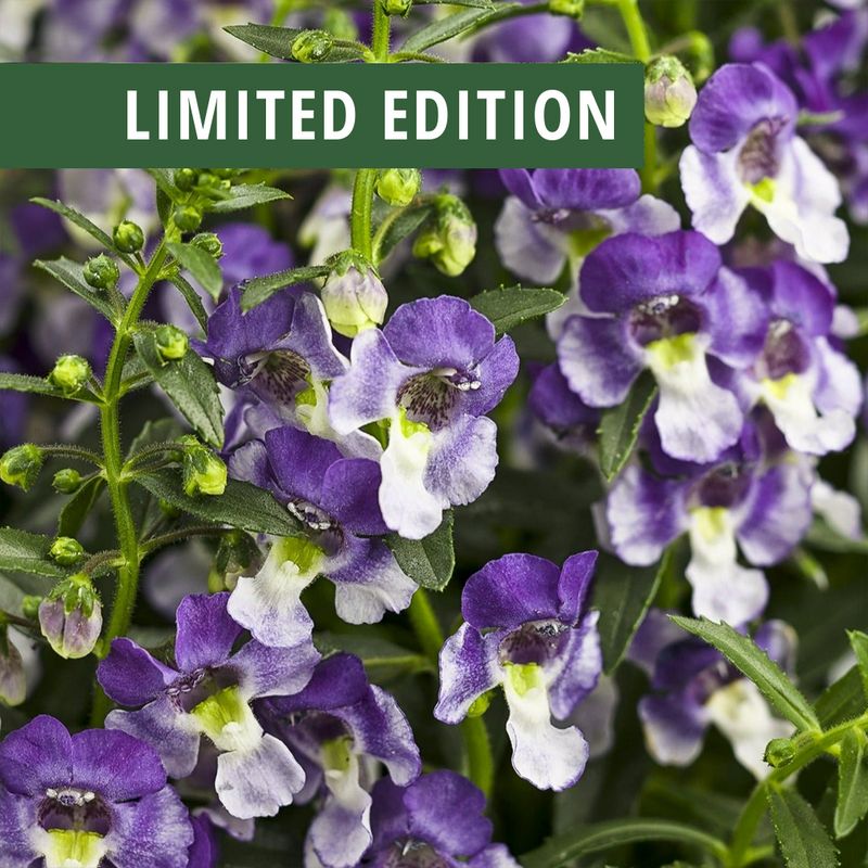 Limited Edition Angelface® Wedgwood Blue Summer Snapdragon (Angelonia) 1 Gallon