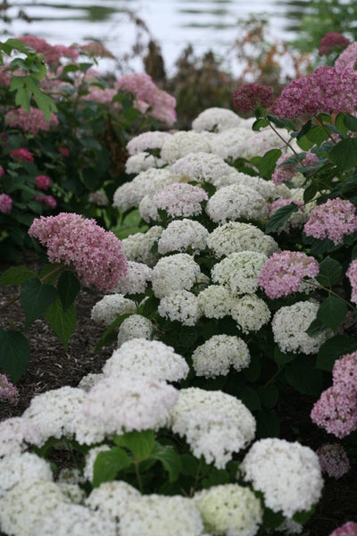 Invincibelle Wee White® Smooth Hydrangea (Arborescens)