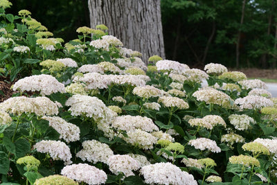 Invincibelle Wee White® Smooth Hydrangea (Arborescens)