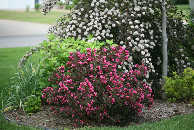 Wine & Roses® Reblooming (Weigela)