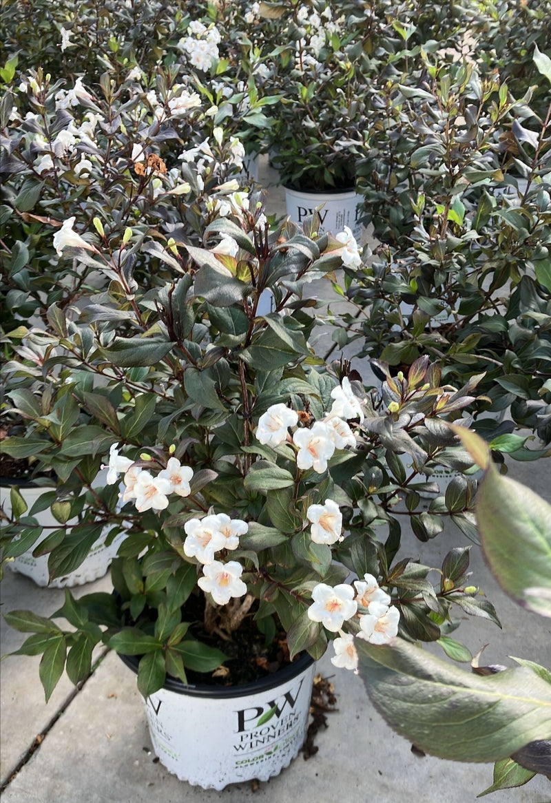 Wine & Spirits™ Reblooming (Weigela) - Proven Winners® 2024 Flowering Shrub of the Year