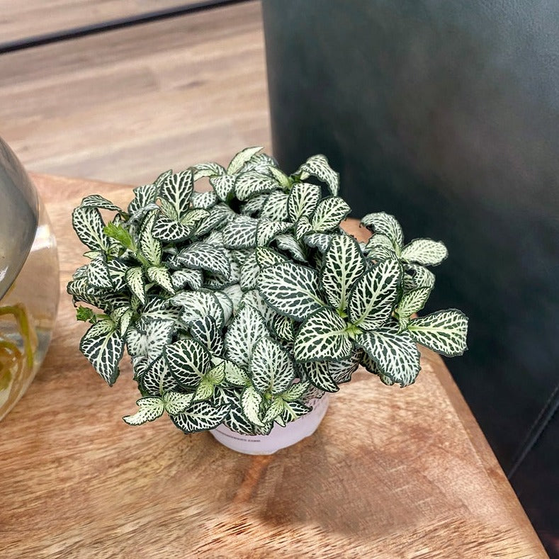 leafjoy littles™ Network News™ World Views™ Nerve Plant (Fittonia albivenis) - New Proven Winners® Product 2024
