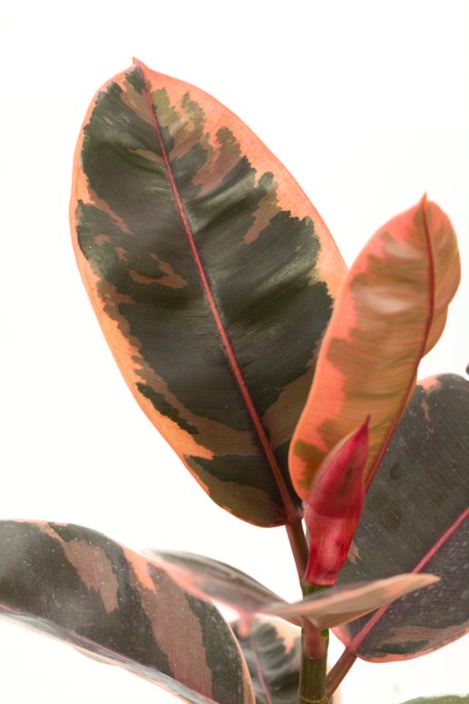 Chroma™ Ficus Belize (Elastica) - Rubber Plant