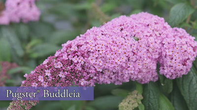 Pugster® Amethyst Butterfly Bush (Buddleia)