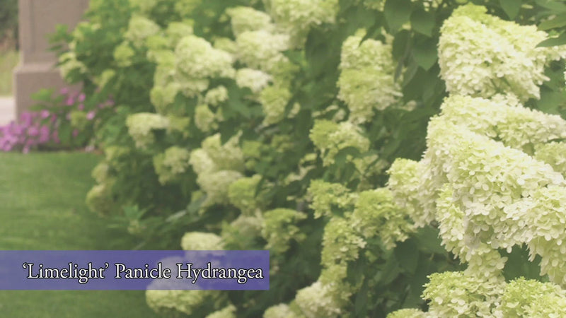 Limelight Hardy Hydrangea (Paniculata)
