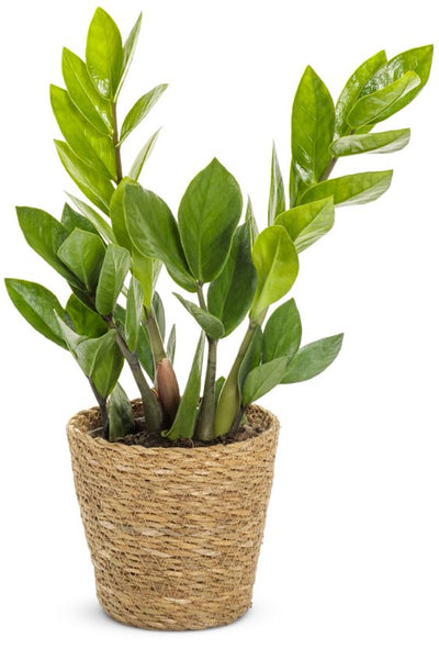 Siesta™ ZZ Plant (Zamioculcas zamiifolia)