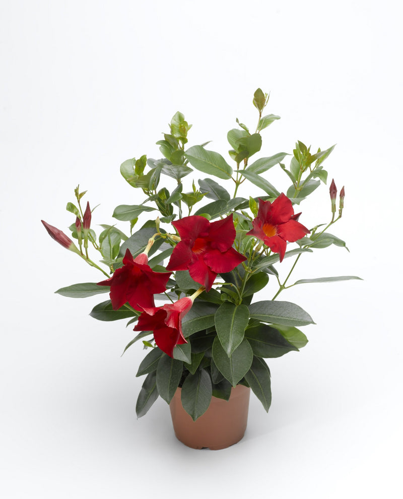 Proven Winners® Annual Plants|Dipladenia - Bombshell Red 4