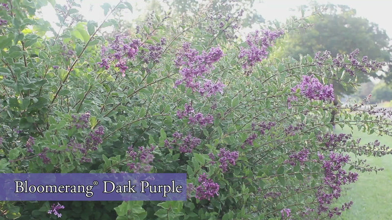 Bloomerang® Dark Purple Reblooming Lilac (Syringa)