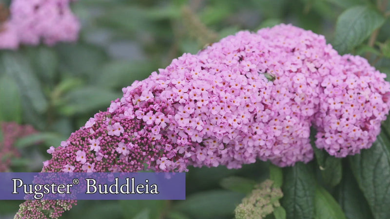 Pugster Pink® Butterfly Bush (Buddleia)