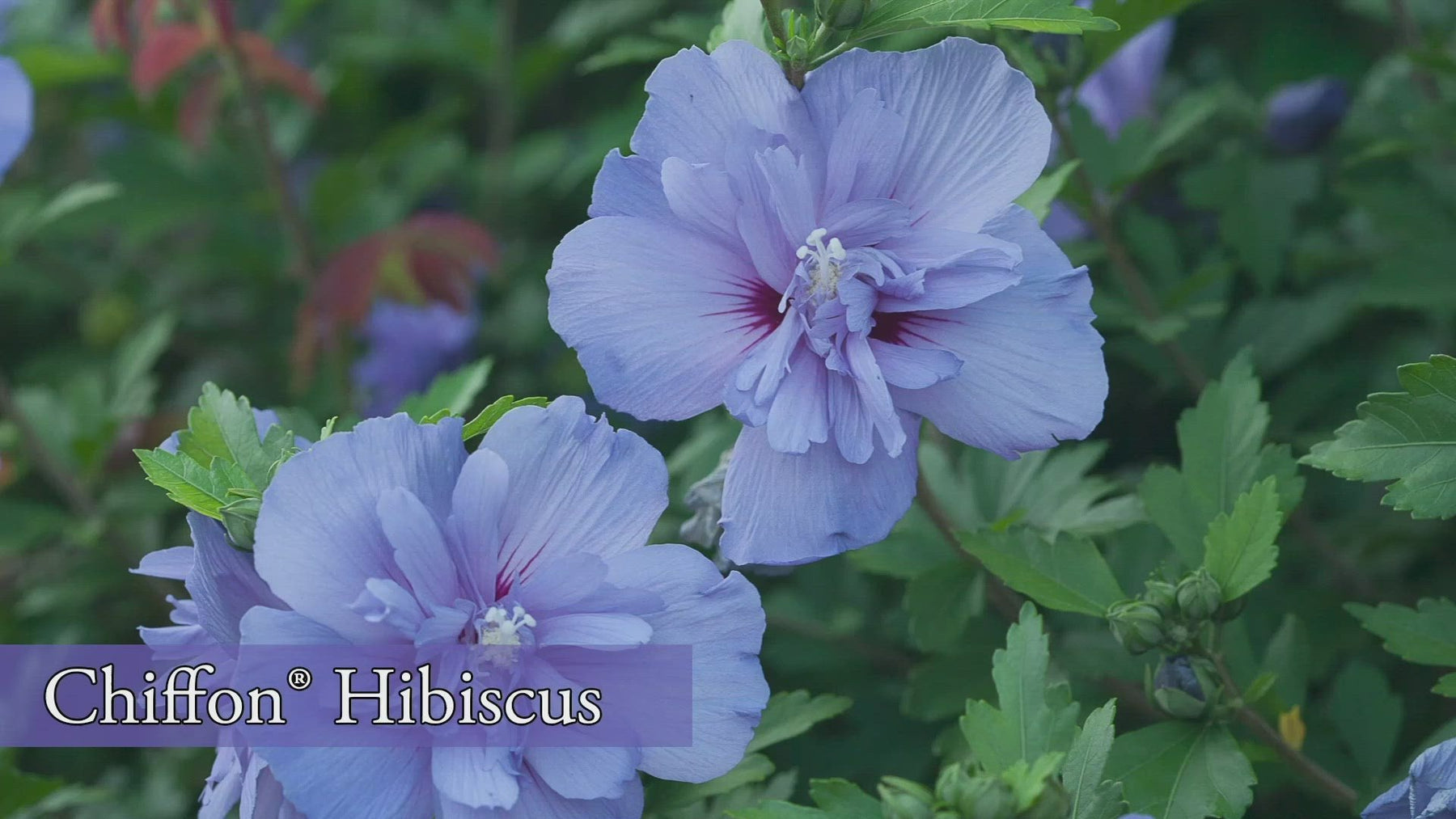 Proven Winners® Shrub PlantsHibiscus - Pink Chiffon Rose of Sharon –  Proven Winners Direct