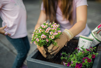 Snowstorm® Rose Bacopa (Sutera)