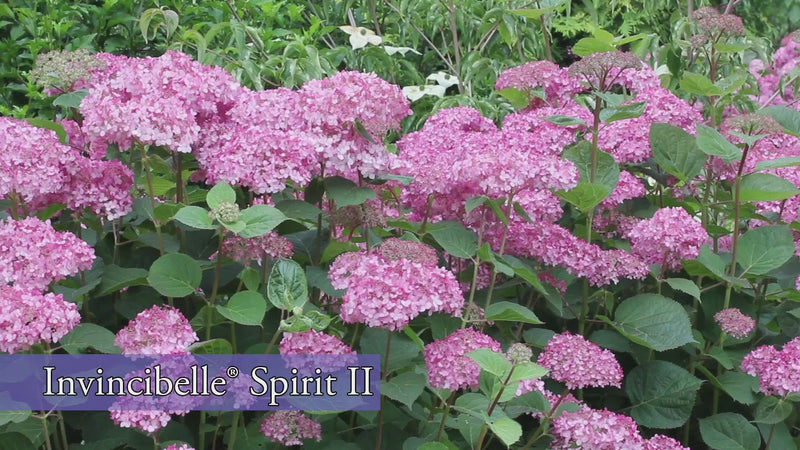Invincibelle® Spirit II Smooth Hydrangea (Arborescens)