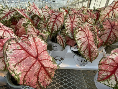 Heart to Heart® Christmas Caladium™ 'Bottle Rocket'