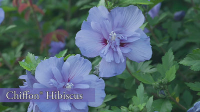 White Chiffon® Rose of Sharon (Hibiscus)