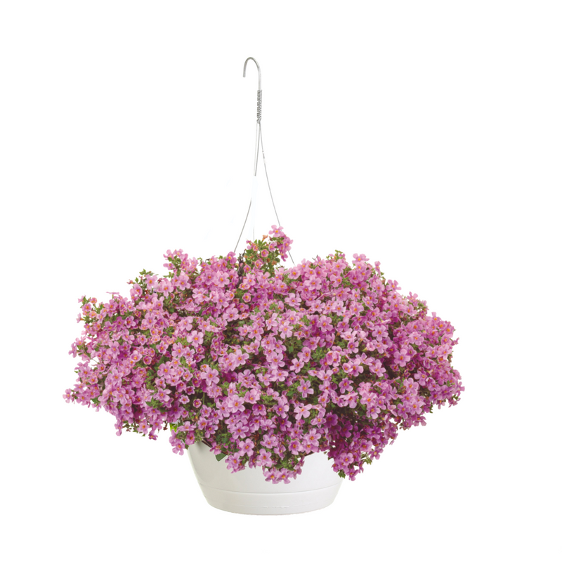 Snowstorm® Pink Bacopa Mono Hanging Basket (Sutera)