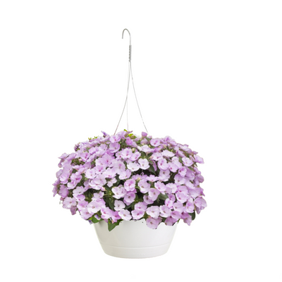 SunPatiens® Compact Orchid Blush (Impatiens) Mono Hanging Basket