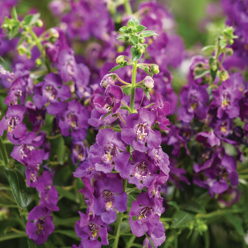 Annual Plants|Angelonia - Angelface Blue Summer Snapdragon  1
