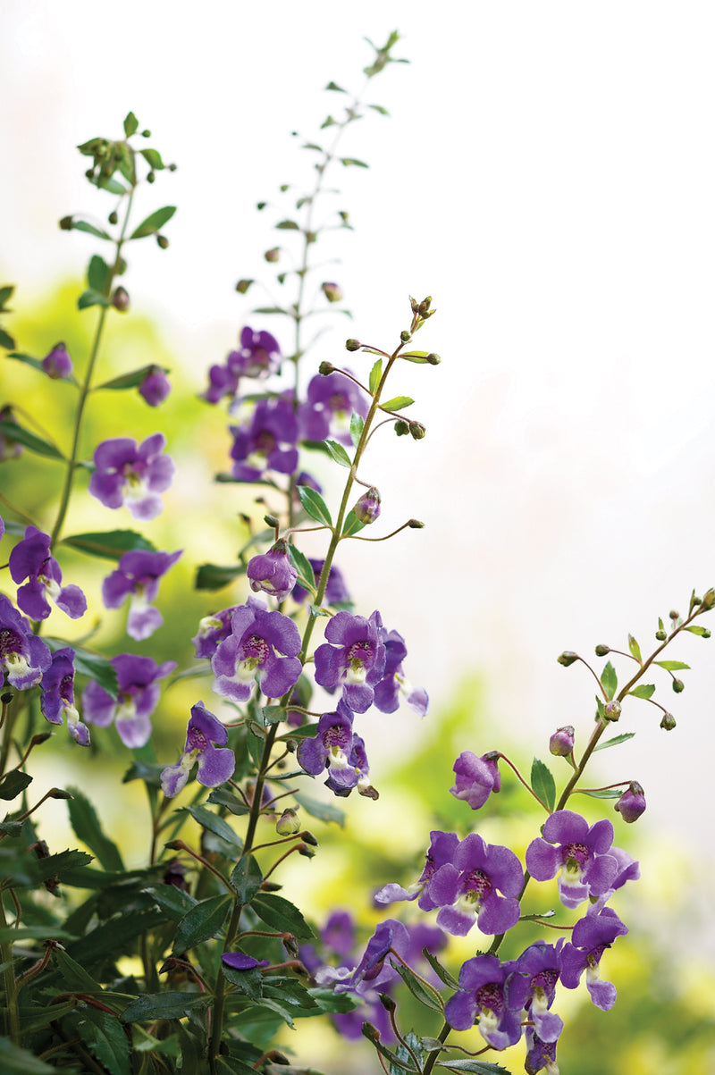 Annual Plants|Angelonia - Angelface Blue Summer Snapdragon  2