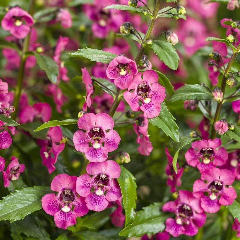 Annual Plants|Angelonia - Angelface Perfectly Pink Summer Snapdragon  1