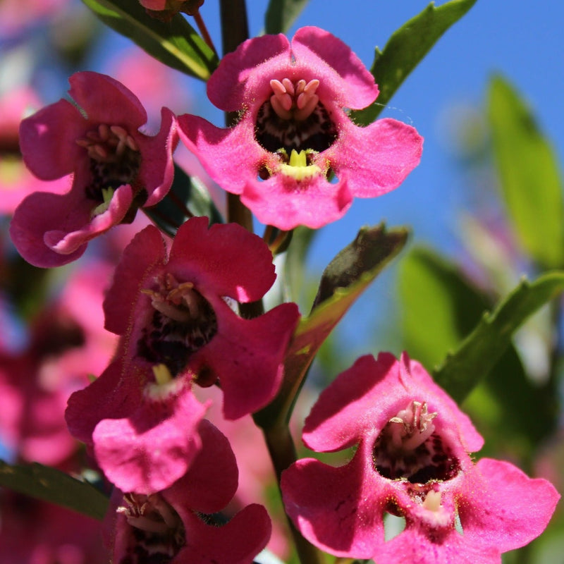 Annual Plants|Angelonia - Angelface Perfectly Pink Summer Snapdragon  2