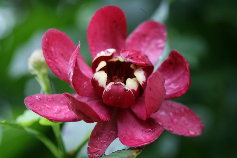 Proven Winners® Shrub Plants|Calyanthus - Aphrodite Sweetshrub 1