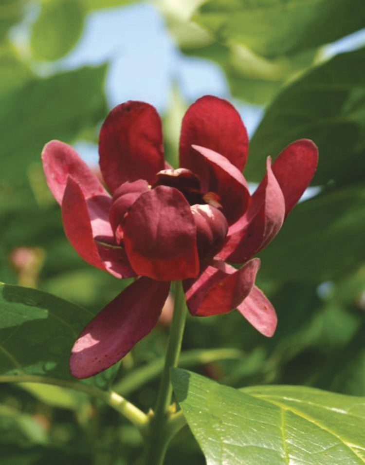 Proven Winners® Shrub Plants|Calyanthus - Aphrodite Sweetshrub 3