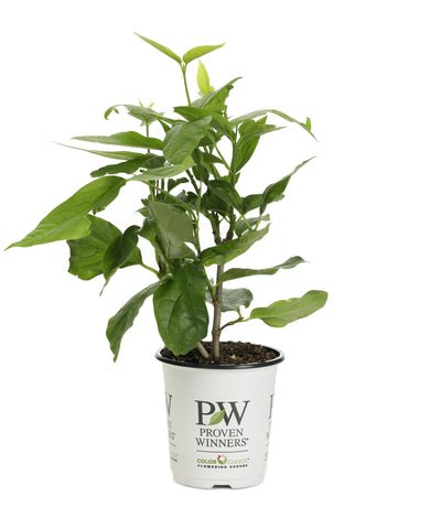 Proven Winners® Shrub Plants|Calyanthus - Aphrodite Sweetshrub 4