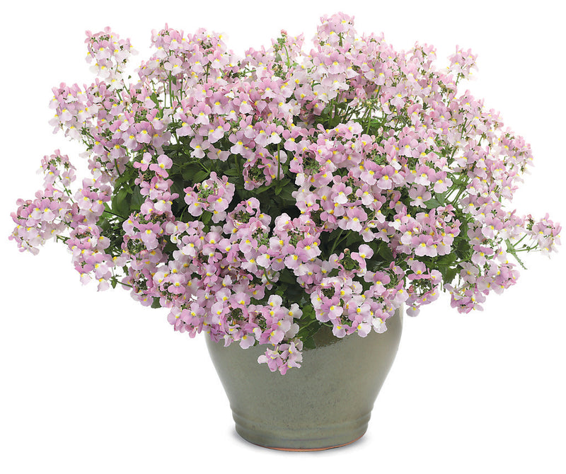 Proven Winners® Annual Plants|Nemesia - Aromance Pink 3