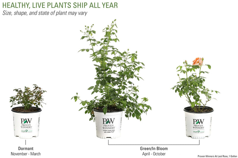 Proven Winners® Shrub Plants|Rosa - At Last Rose 6