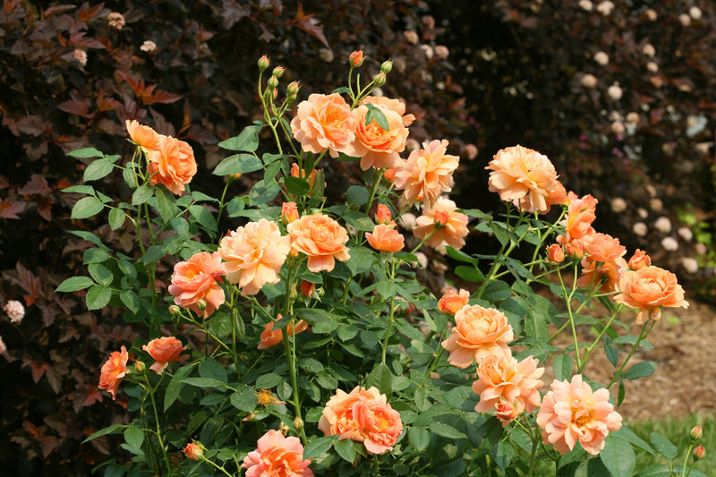 Proven Winners® Shrub Plants|Rosa - At Last Rose 2
