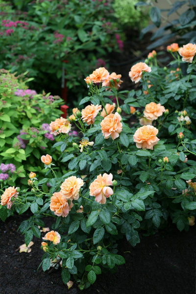 Proven Winners® Shrub Plants|Rosa - At Last Rose 5