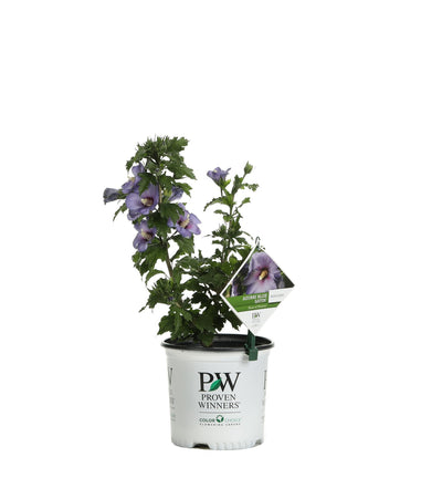Proven Winners® Shrub Plants|Hibiscus - Azurri Blue Satin Rose of Sharon 6
